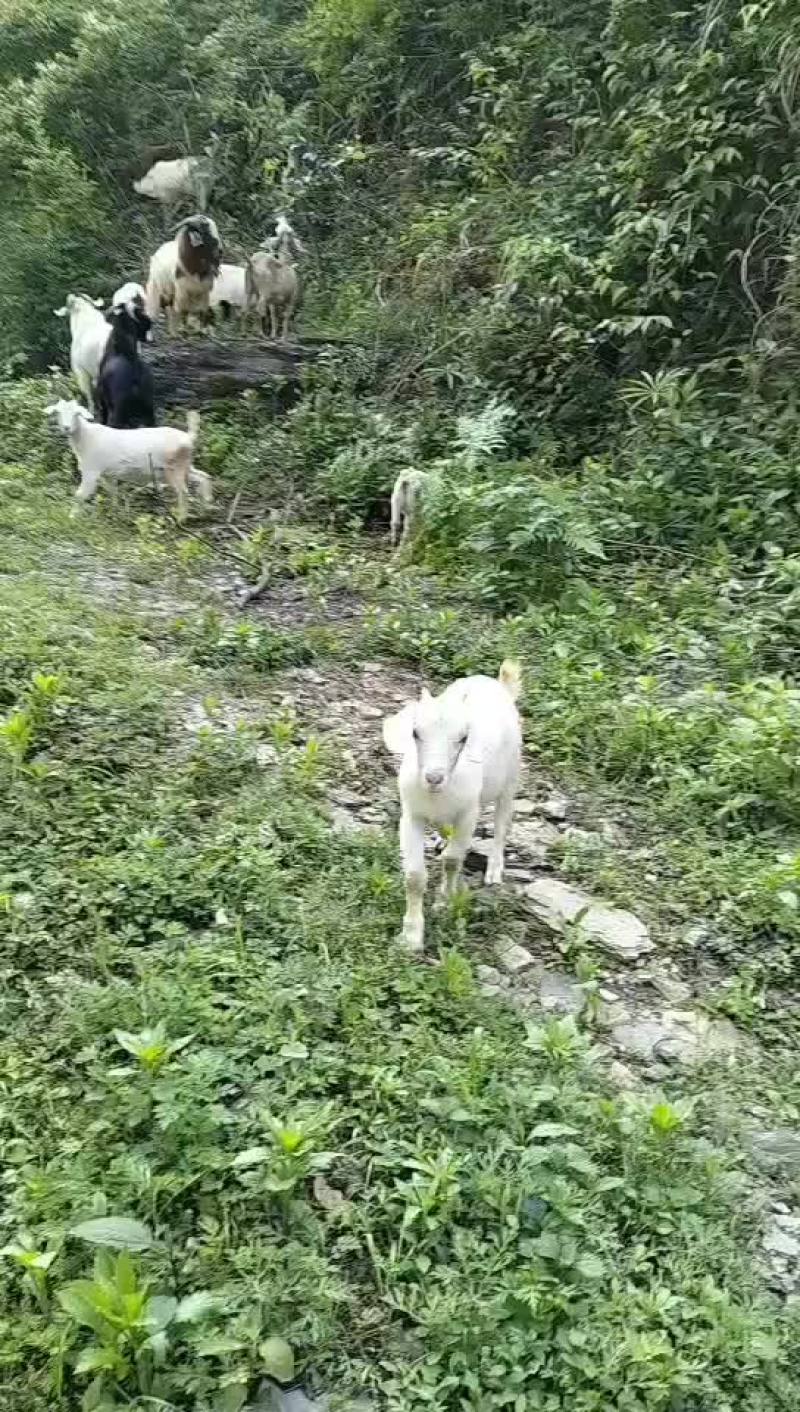 贵州生态放养黑山羊，好山好水养好羊。