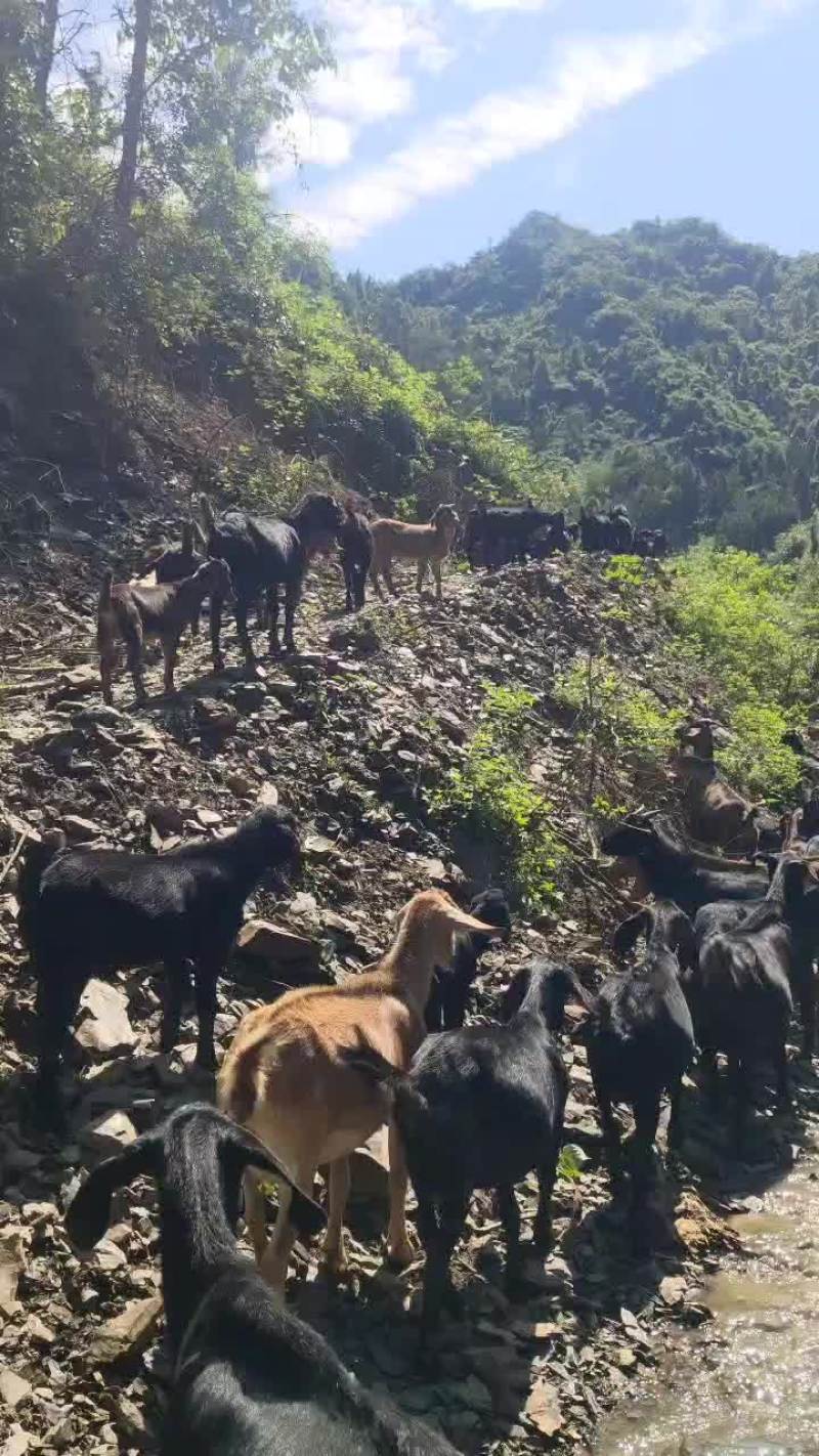 贵州生态放养黑山羊，好山好水养好羊。