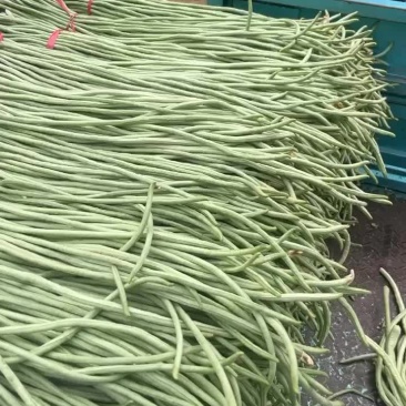 豆角大量上市