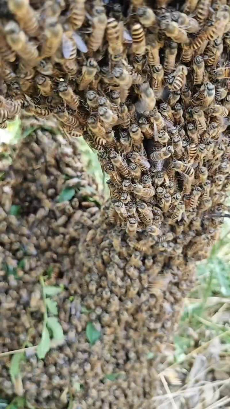 老林子土蜂蜜