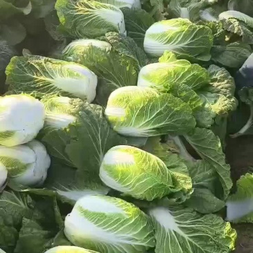 白菜