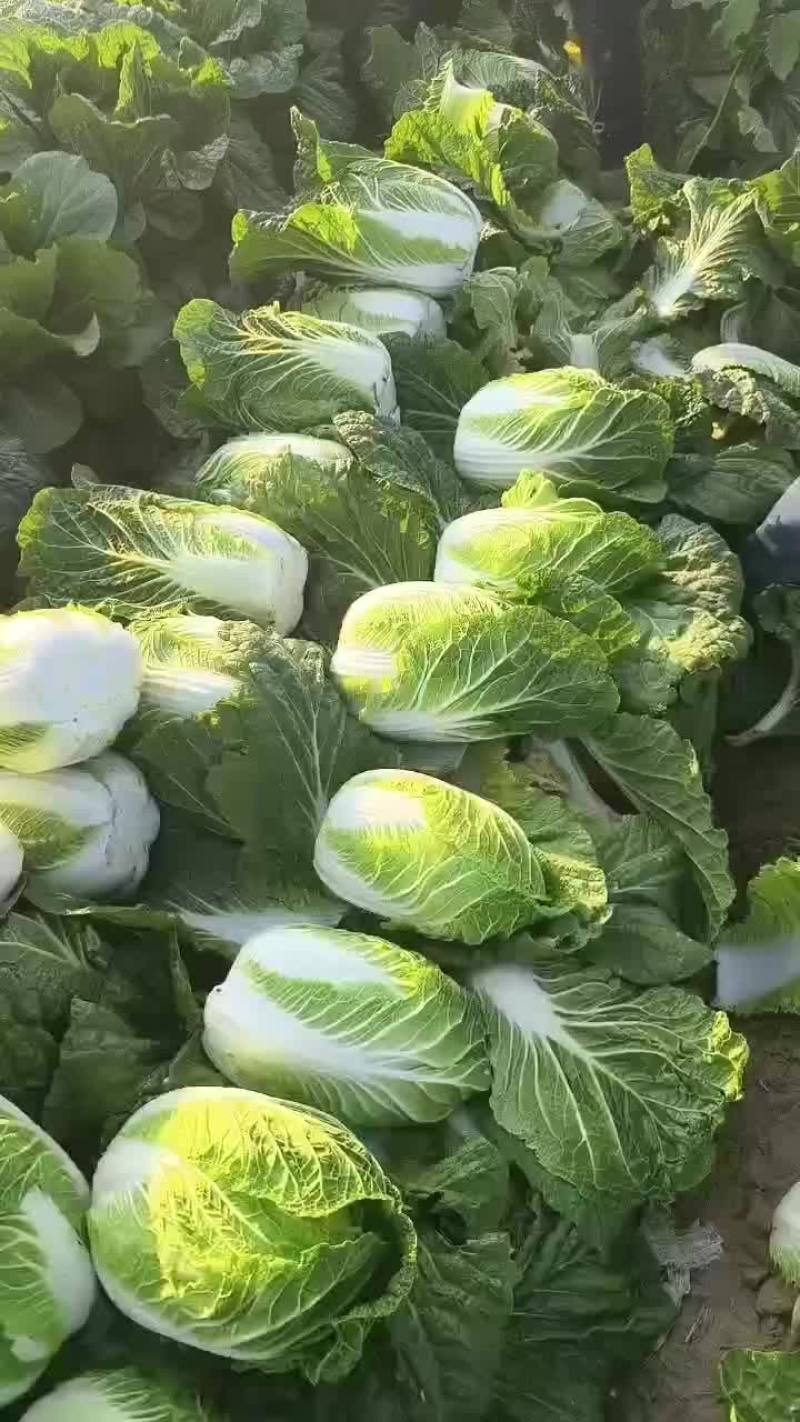 白菜