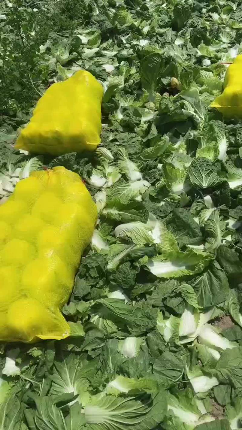 白菜