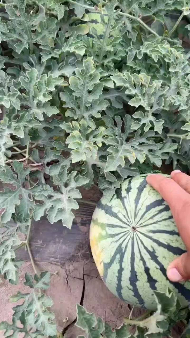 美都西瓜