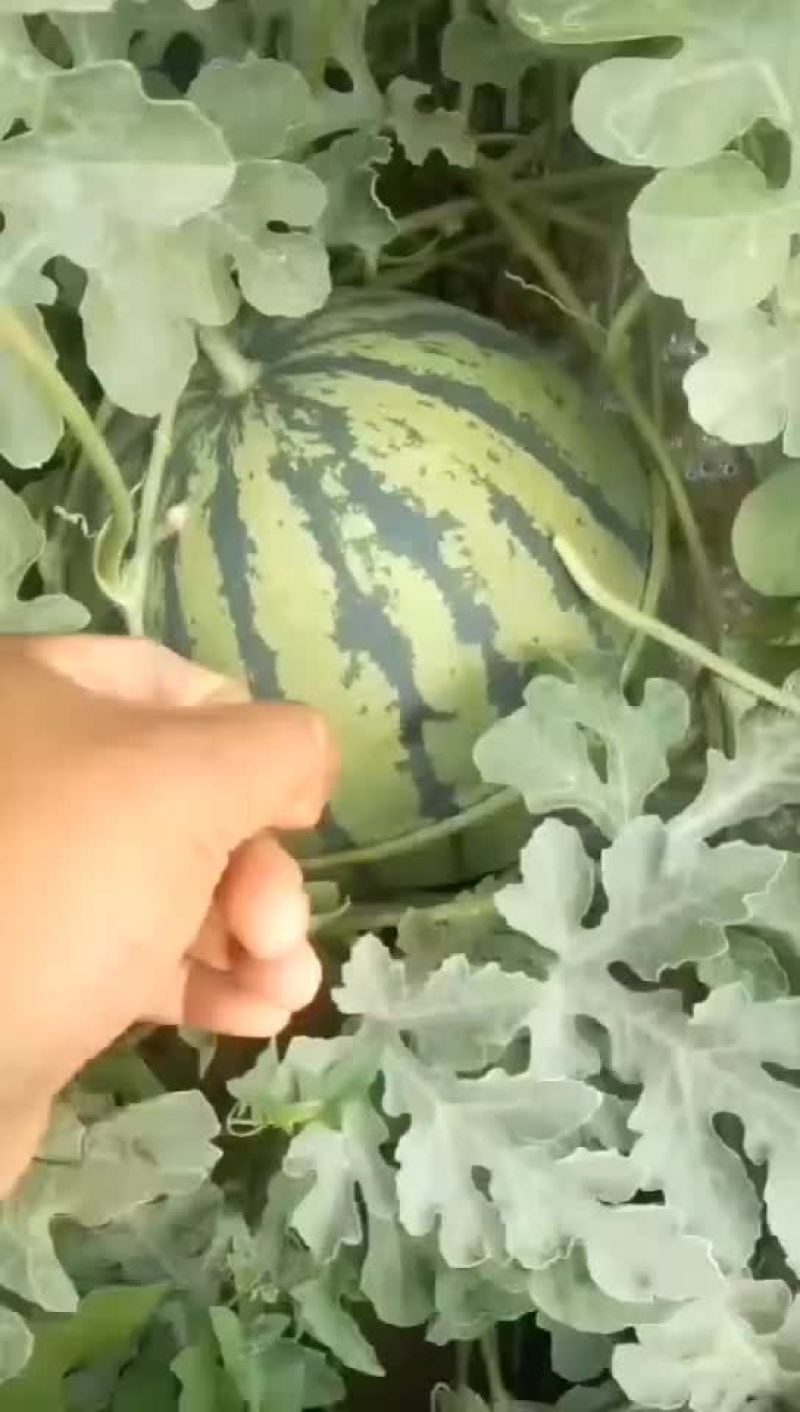 美都西瓜