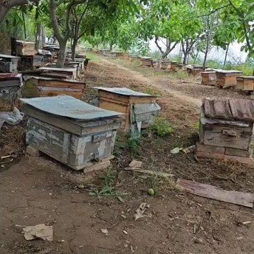 老林子土蜂蜜