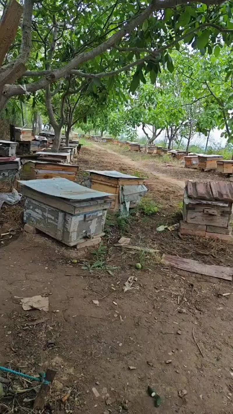 老林子土蜂蜜