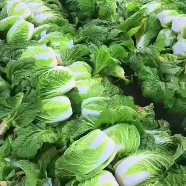 白菜