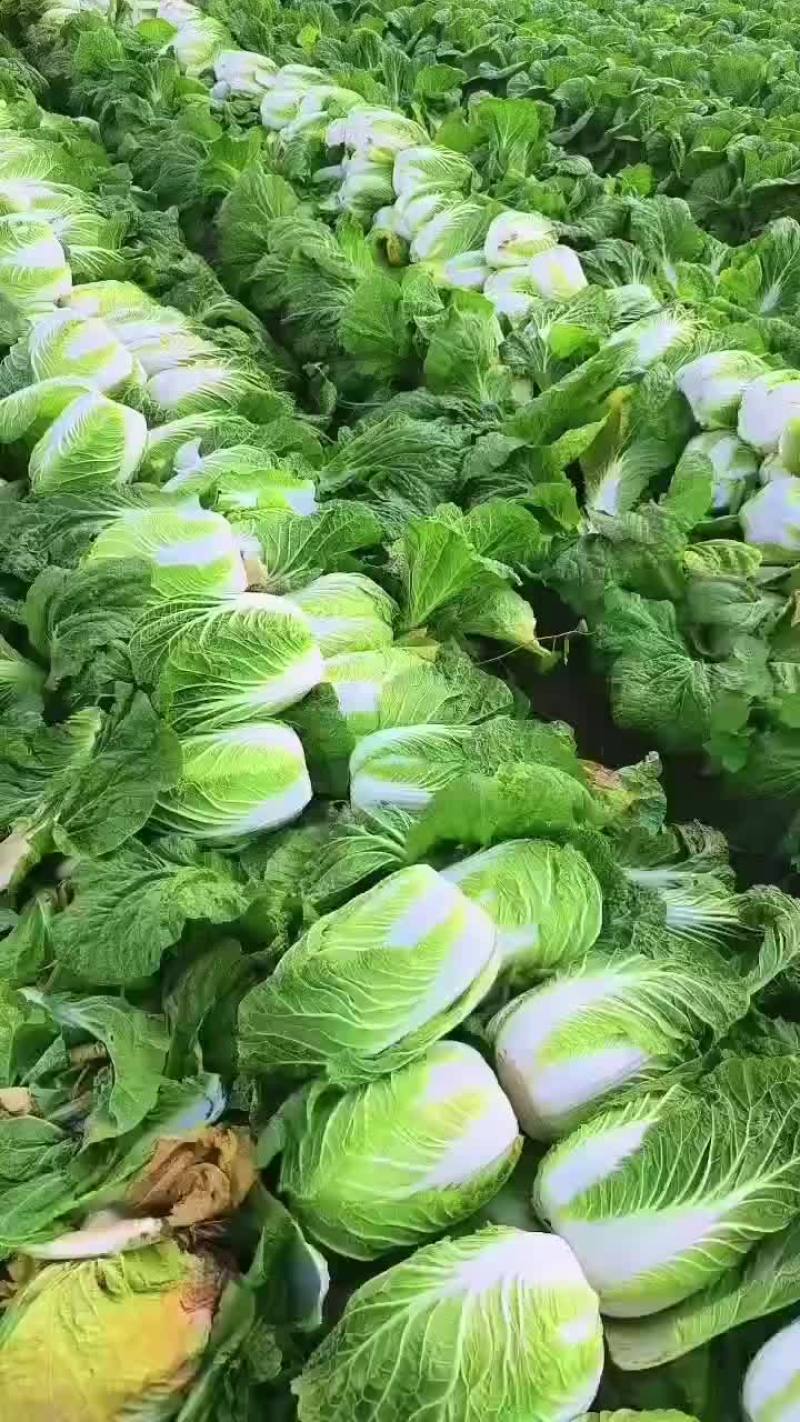 白菜