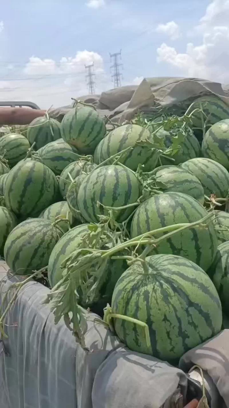 天津台头陆地京欣西瓜