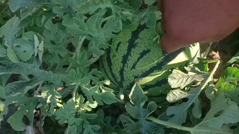 天津台头陆地京欣西瓜