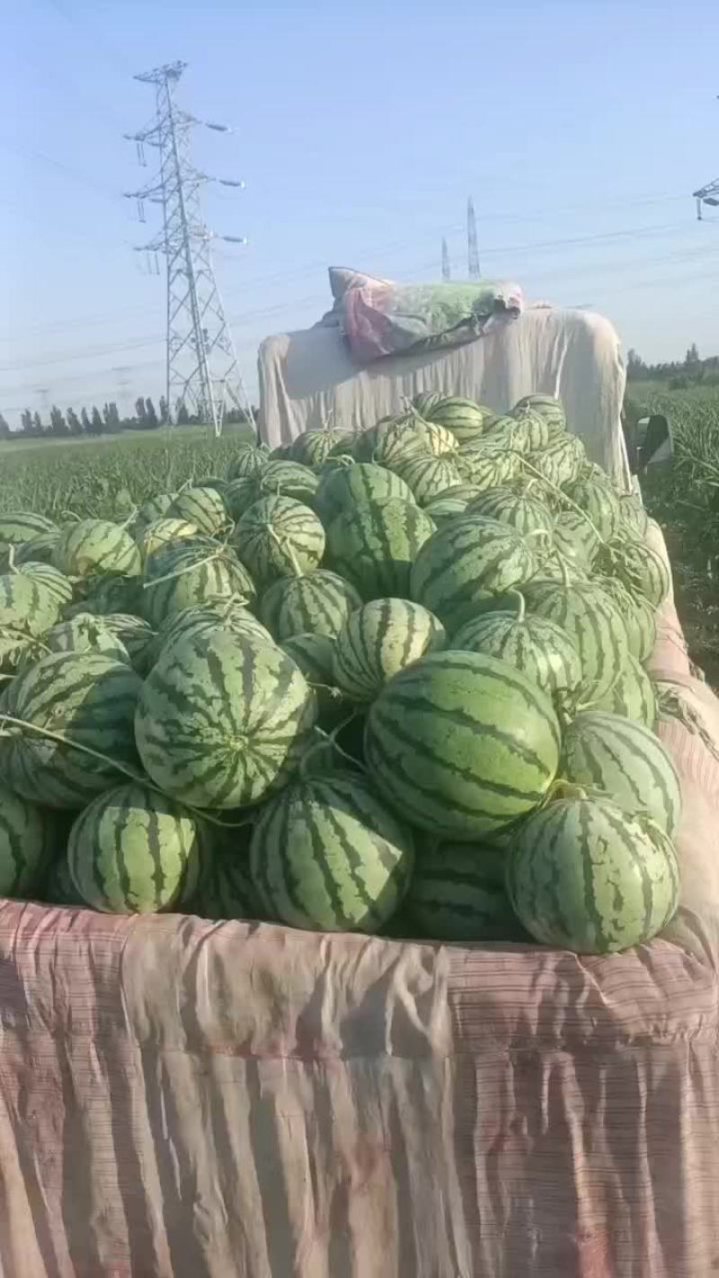 天津台头陆地京欣西瓜