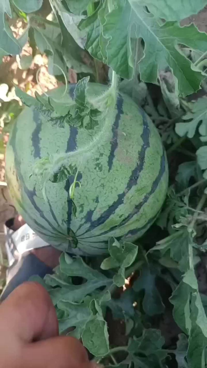 天津台头陆地京欣西瓜
