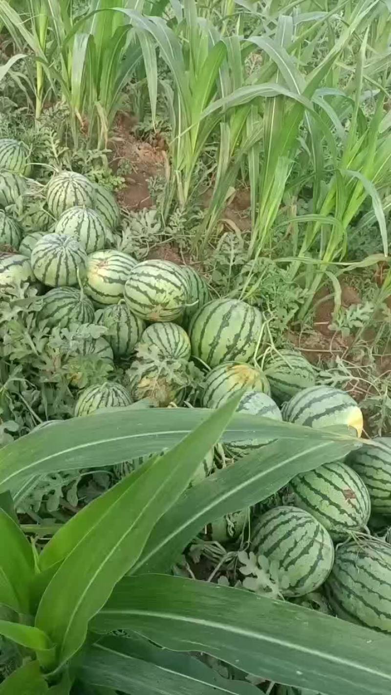 天津台头陆地京欣西瓜