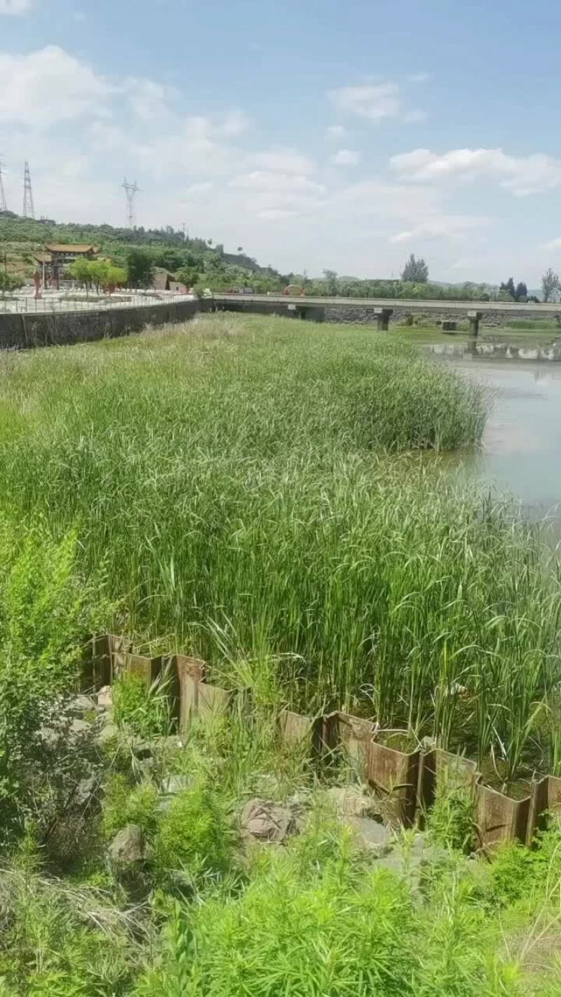蒲黄