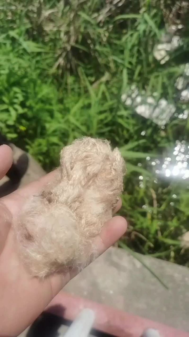 蒲黄
