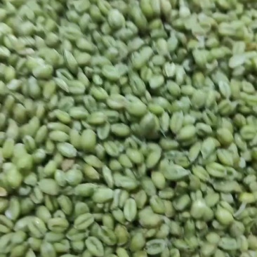青麦仁