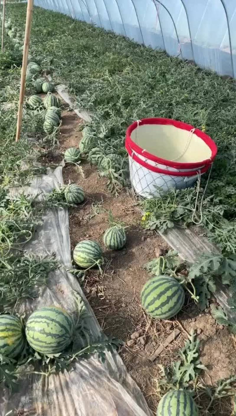 天津宝坻头茬无籽麒麟西瓜规格（6-14）诚信经营