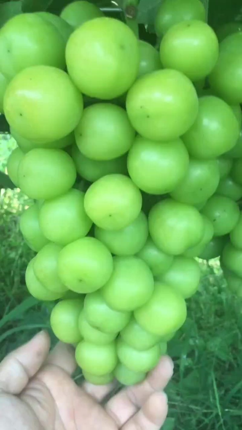 澧县阳光玫瑰