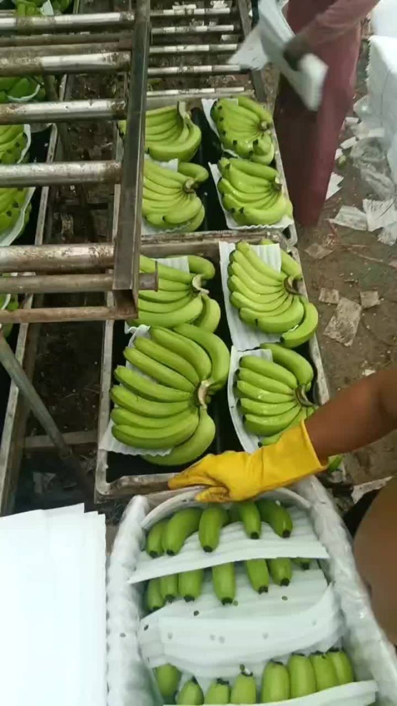 云南巴西蕉，山地香蕉，有需要的老板联系
