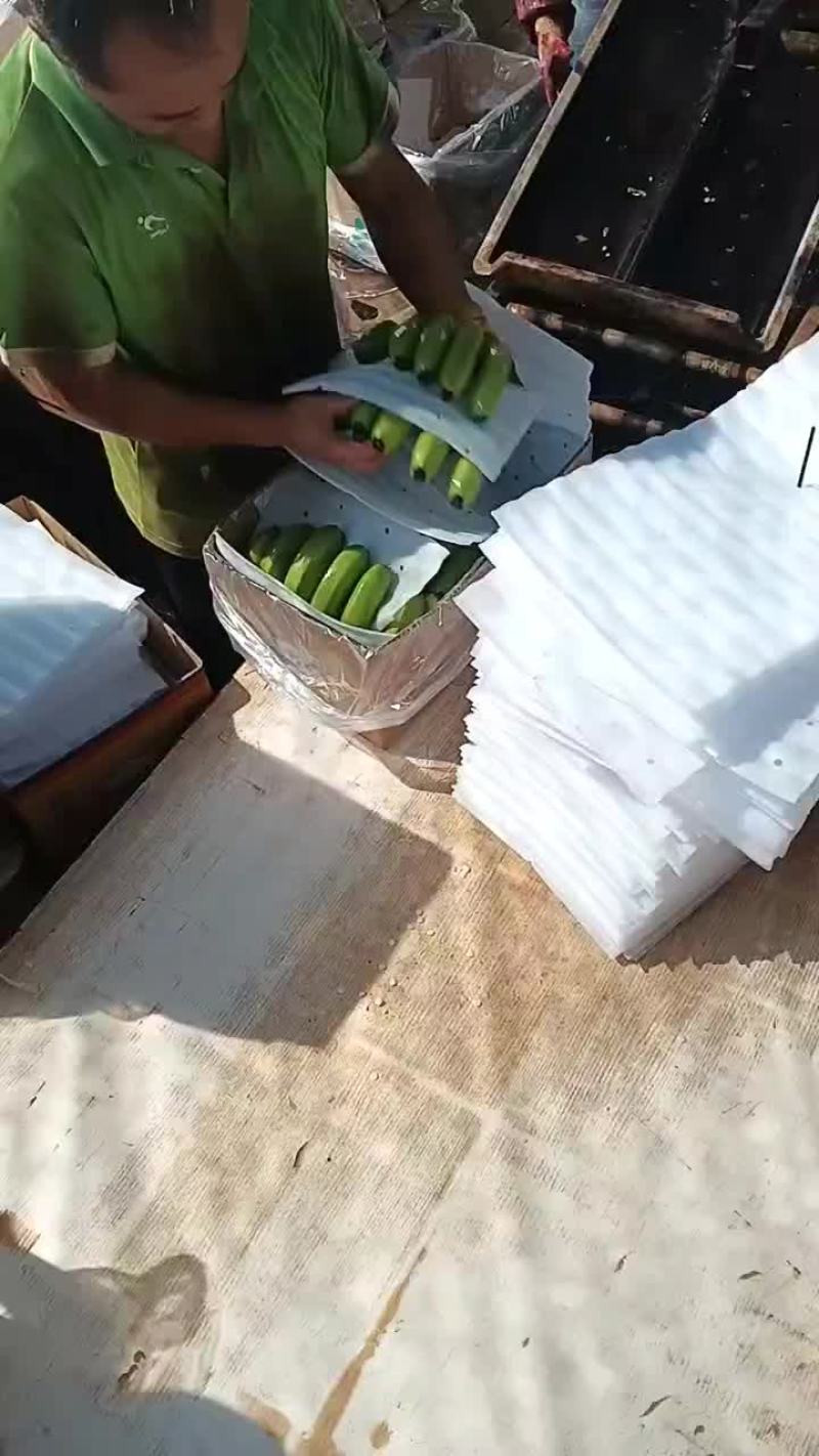 云南巴西蕉，山地香蕉，有需要的老板联系