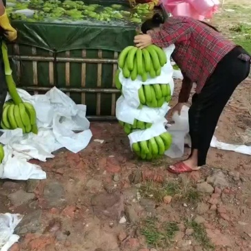 云南巴西蕉，山地香蕉，有需要的老板联系