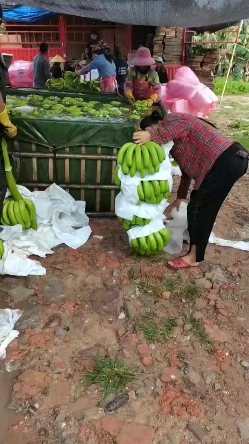云南巴西蕉，山地香蕉，有需要的老板联系
