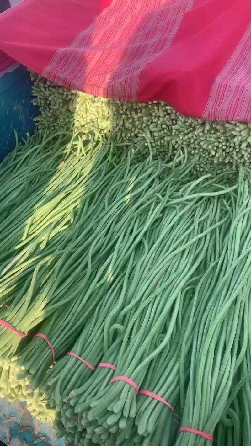 永年区产地，长豆角超市电商整车发货