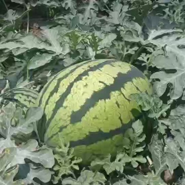 新鲜直生无籽锦王，欢迎各位老板前来采购