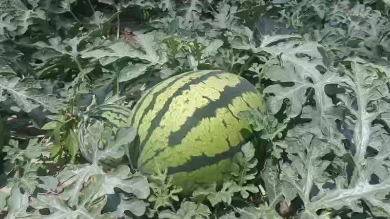 新鲜直生无籽锦王，欢迎各位老板前来采购