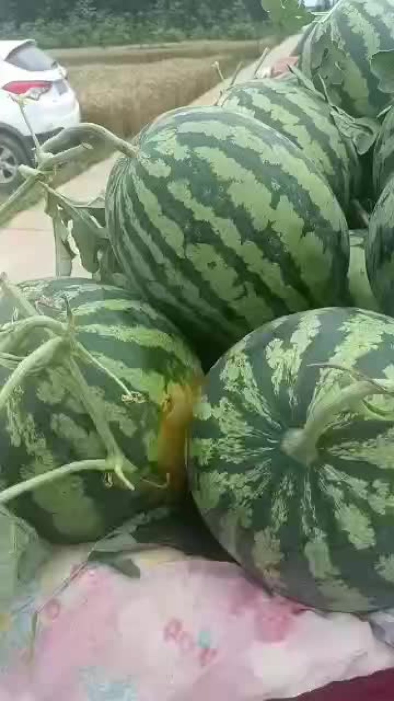 新鲜直生无籽锦王，欢迎各位老板前来采购