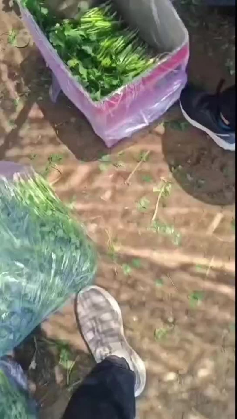 香菜香菜，需要的抓紧联系