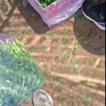 香菜香菜，需要的抓紧联系