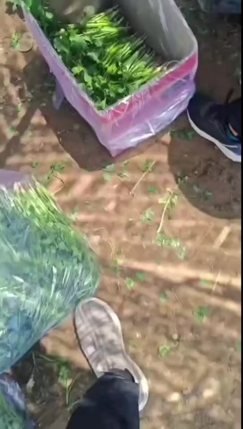 香菜香菜，需要的抓紧联系