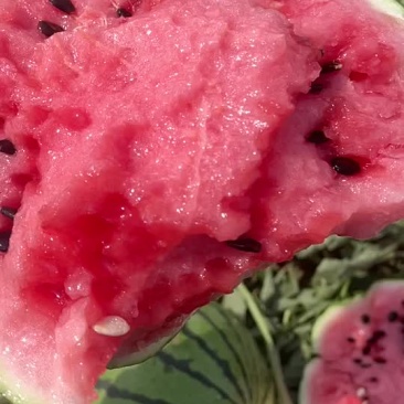陆地精心西瓜小瓜不大小薄皮