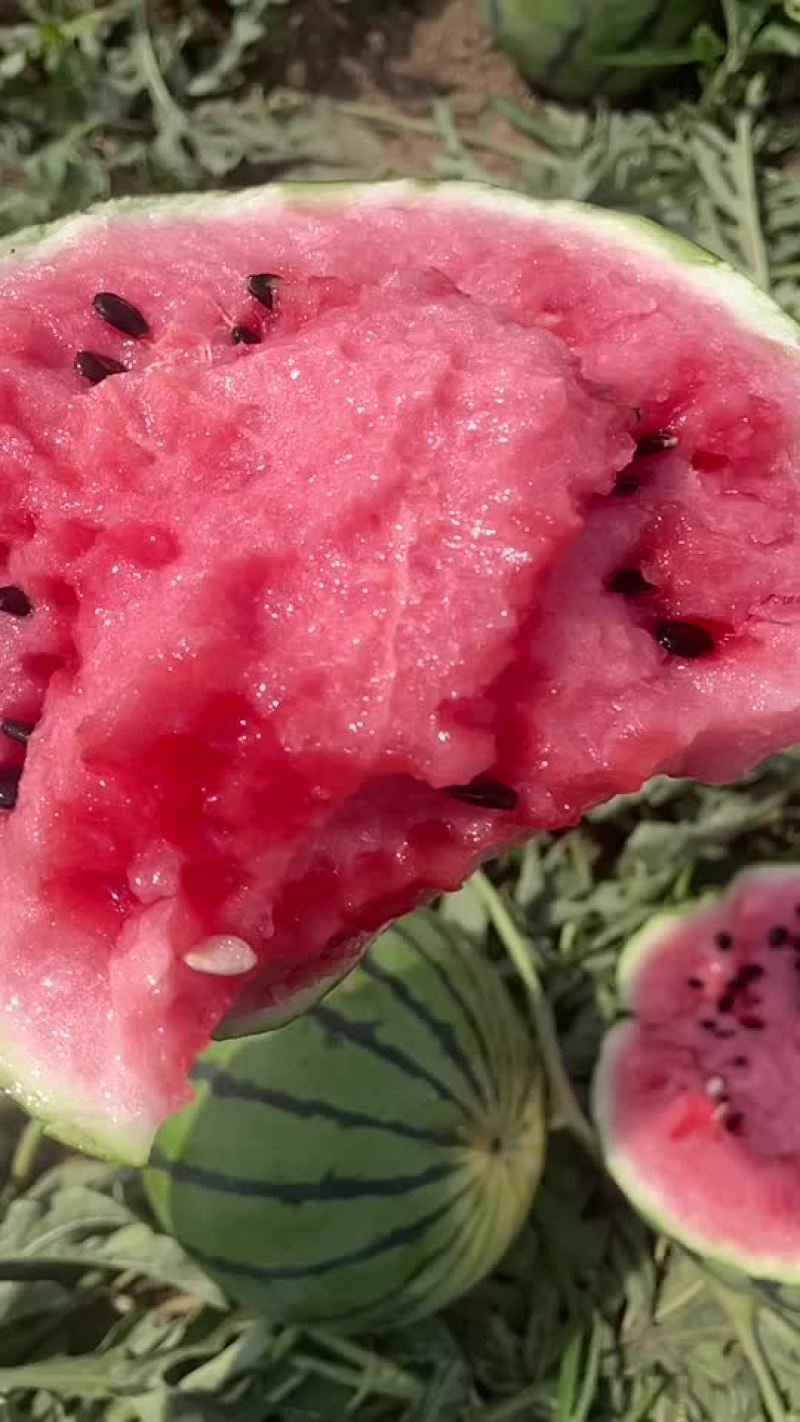陆地精心西瓜小瓜不大小薄皮
