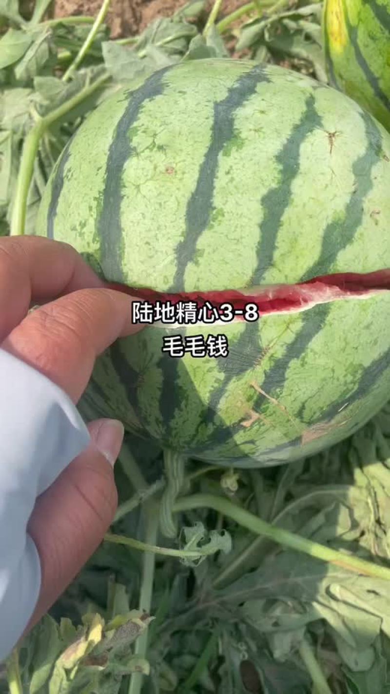 陆地精心西瓜小瓜不大小薄皮