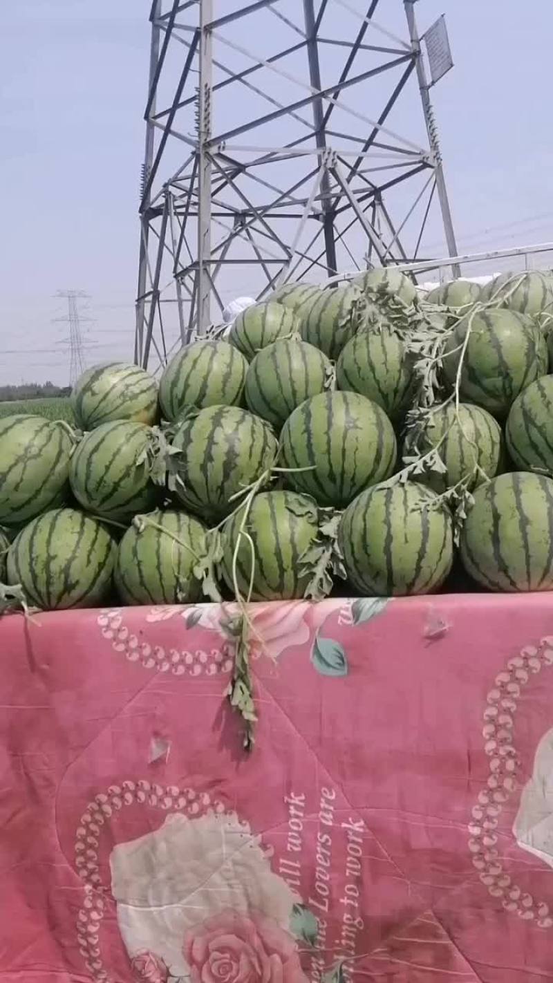 陆地精心西瓜小瓜不大小薄皮