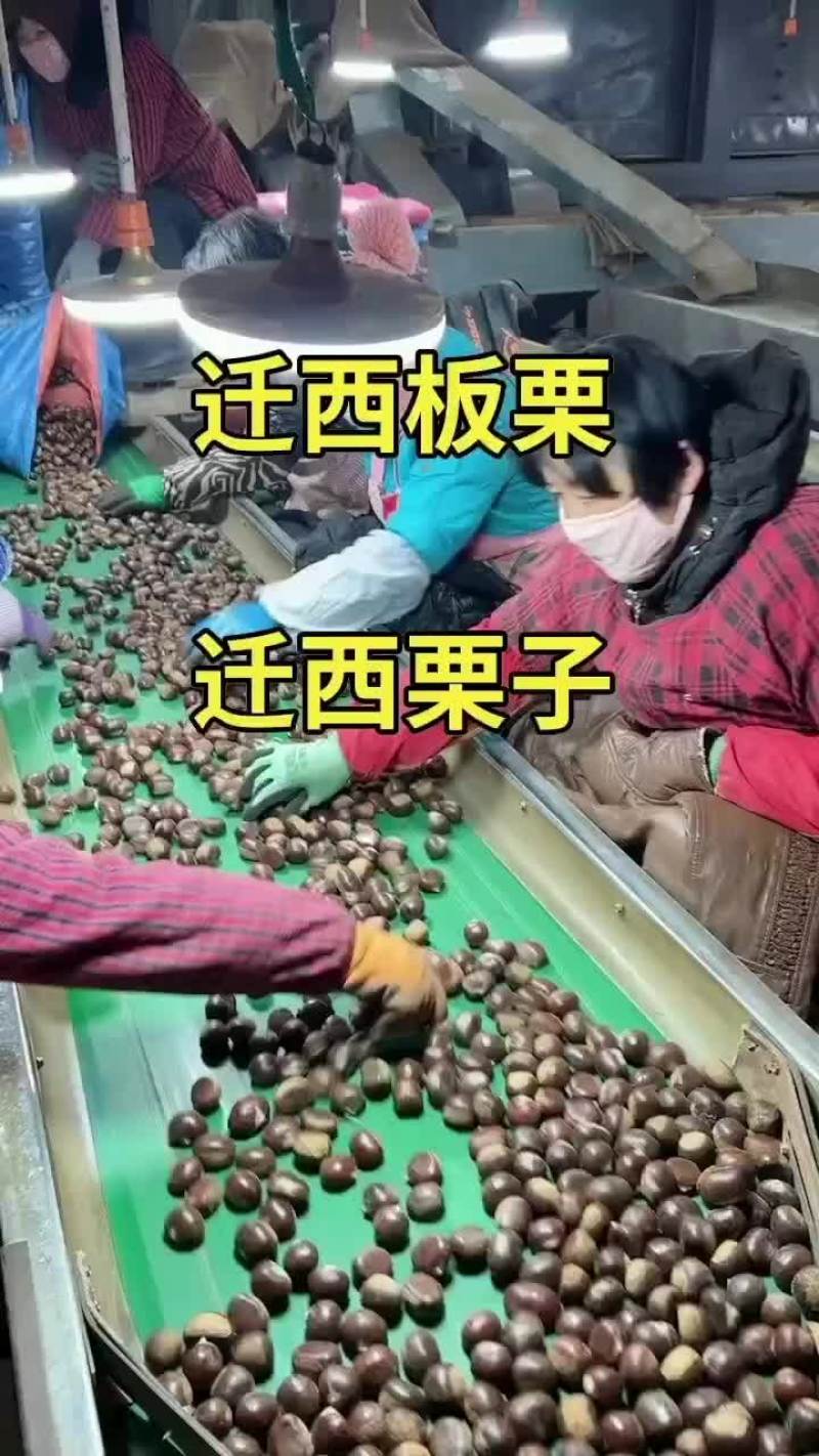 迁西板栗批发早期迁西3113板栗313栗子批发
