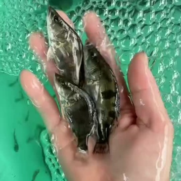 桂花鱼苗10...12...公分