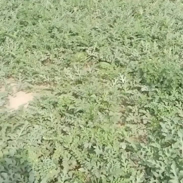 威县西瓜开园啦