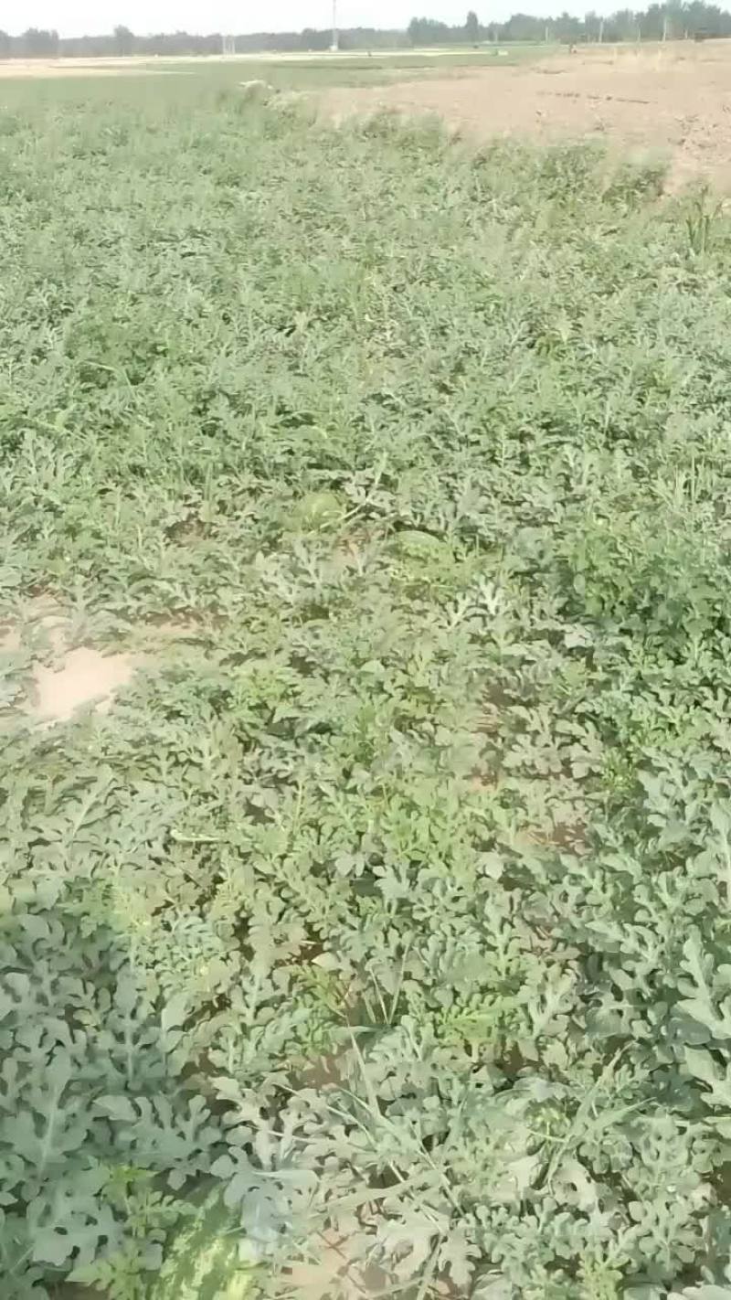 威县西瓜开园啦