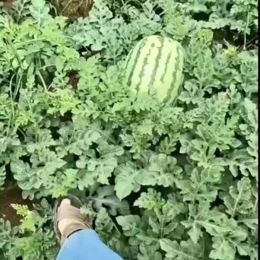 石头瓜三毛四毛