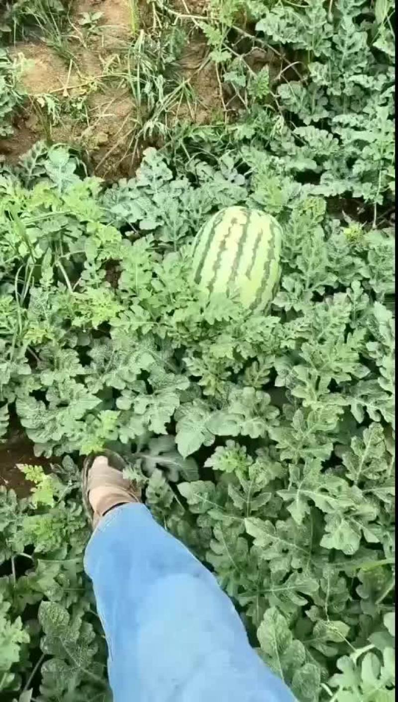 石头瓜三毛四毛