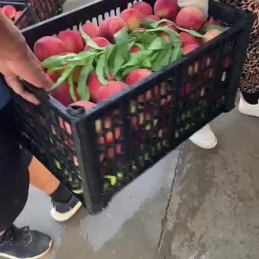 春蜜以上市