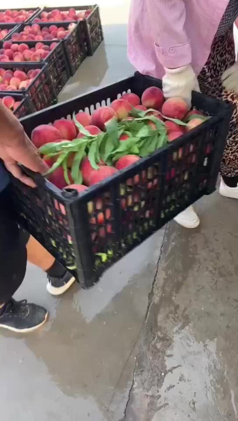 春蜜以上市