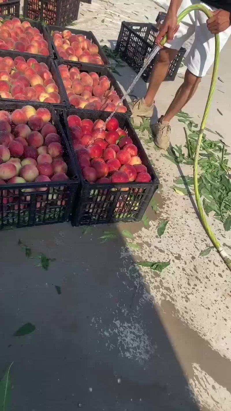 春蜜以上市