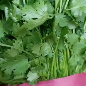 香菜
