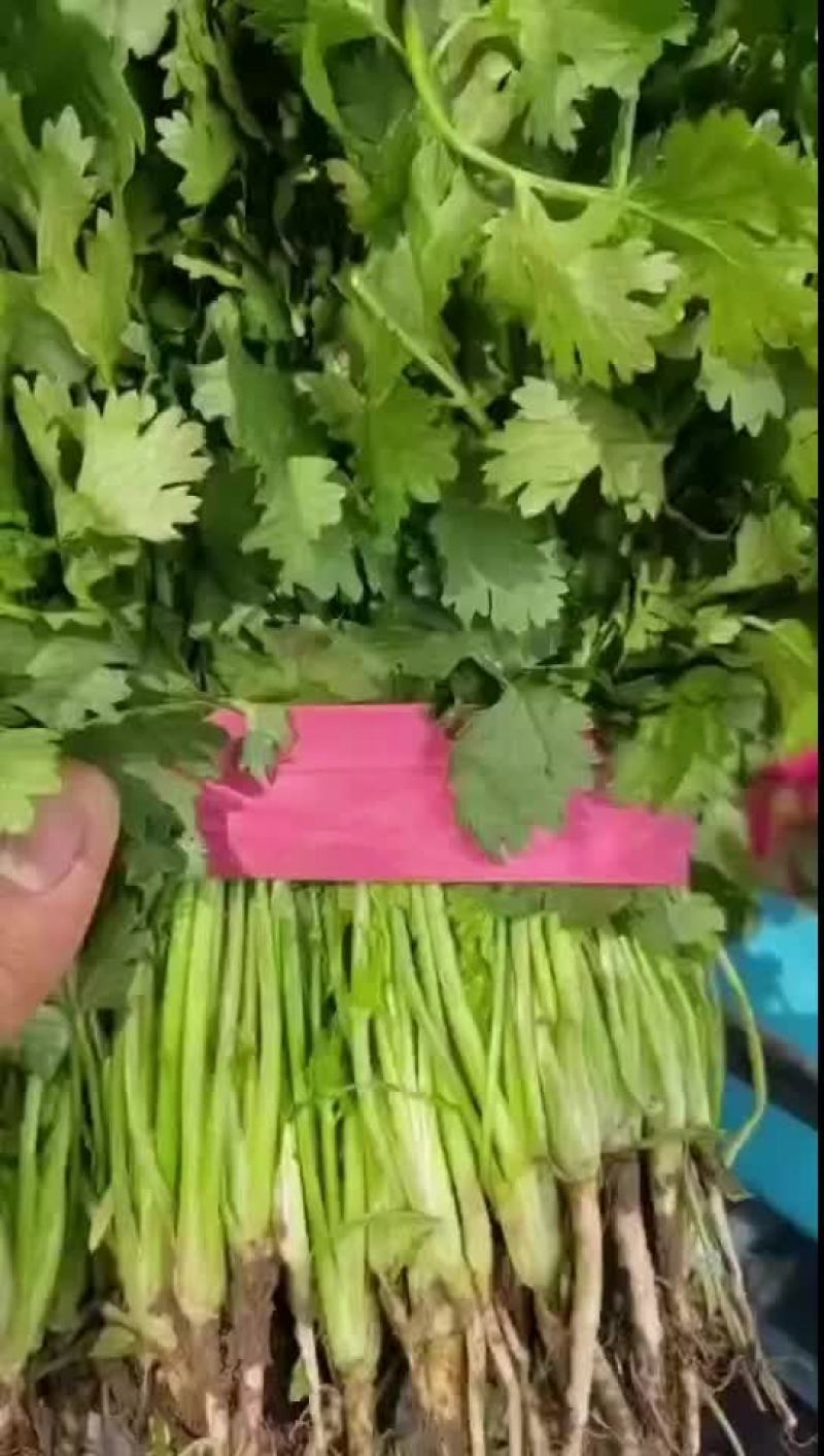 香菜