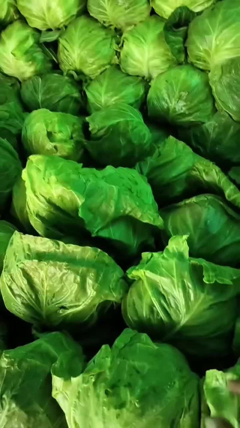 精品甘蓝